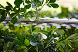 Stihl HSA 40 Light Weight Battery Powered Hedge Trimmer+ FREE 2nd Battery when buying a kit